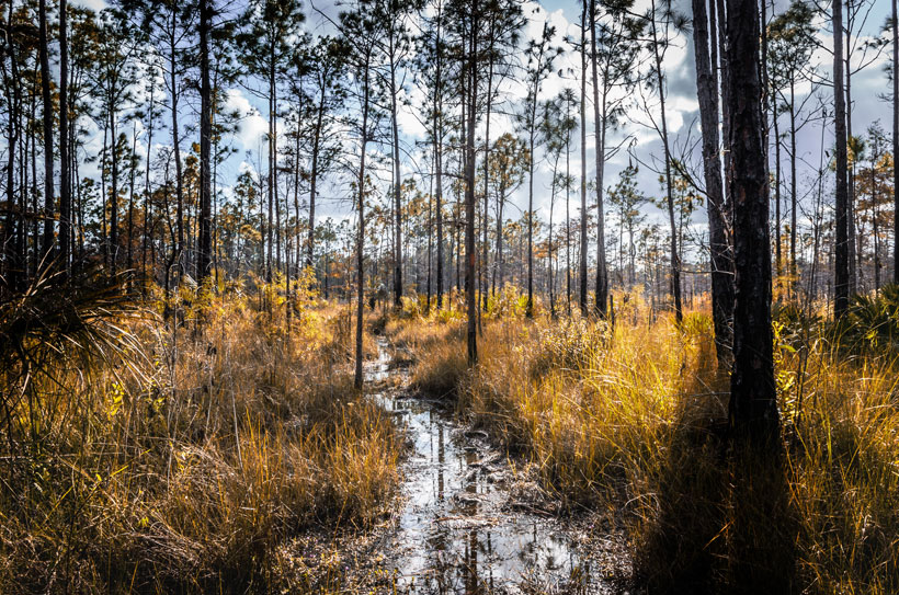 The natural reserve of cypress in Florida