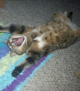 Cats and dogs making funny expressions like humans