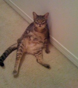 Cats and dogs making expressions like humans