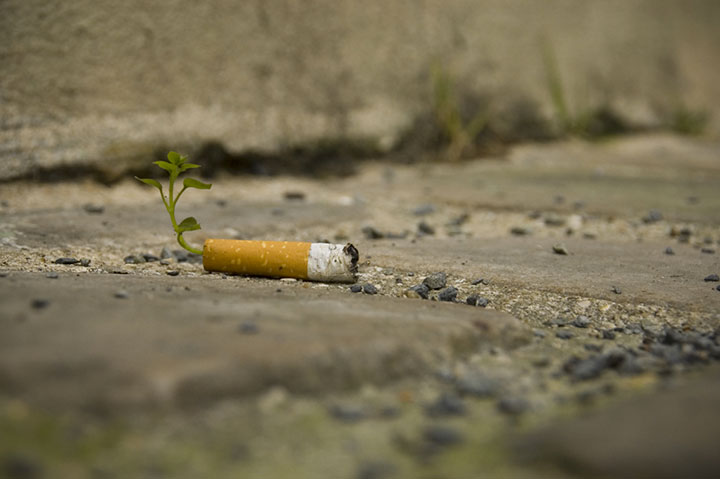 Cigarette Butts Are Transformed Into Plants (Photo gallery)