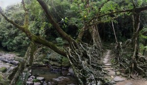 cherrapunji living bridges in India from tree roots