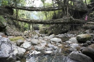 cherrapunji living bridges in India from tree roots