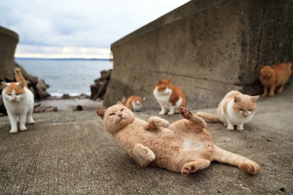 Top 40 Photos OF Cats’ Paradise In Japanese Fukuoka Island (Photo Gallery)