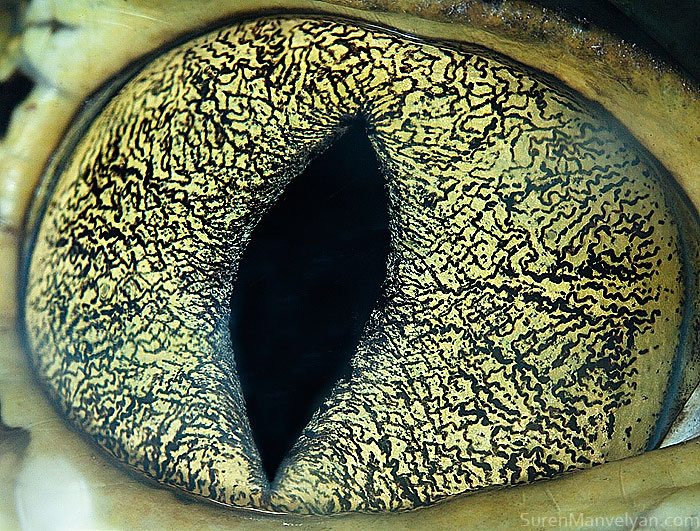 The Microscopic Photographs Reveal Animals With The Most Beautiful Eyes (Photo Gallery)
