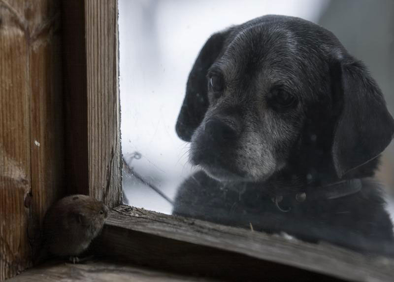 Amazing Photographs Of Animal Families Living In An Abandoned House In Woods (Photo Gallery)