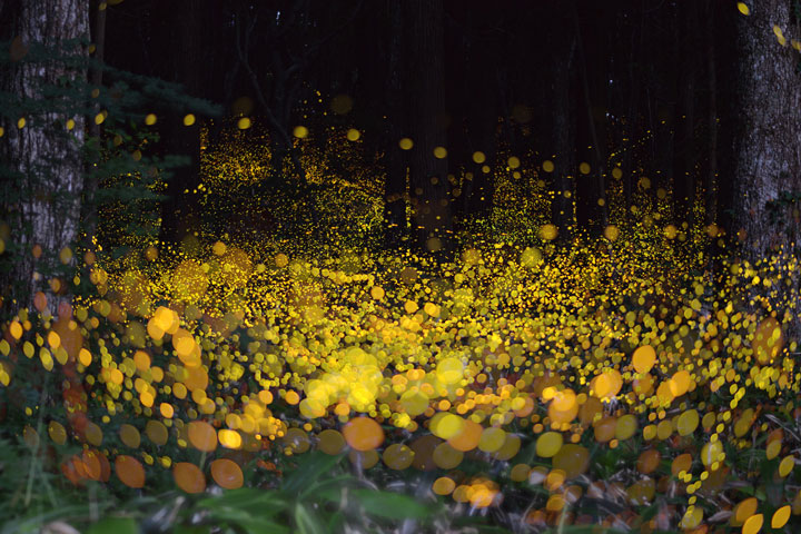Long Exposure Photography: Japanese Landscapes Illuminated By Fireflies Traces (Gallery)