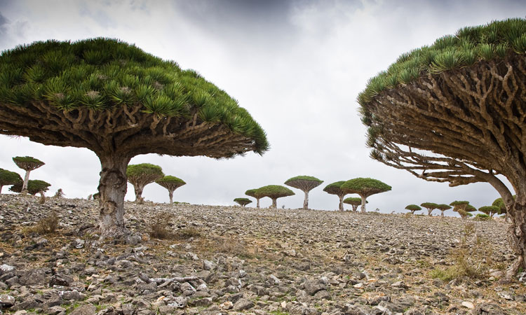 Isolated for millions of years: The Most Strange Landscapes Of Mysterious Island Of Socotra (Photo Gallery)