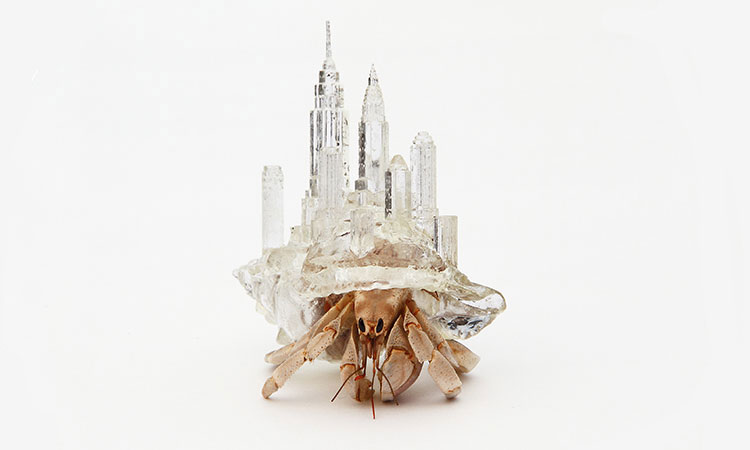 An Artist Makes Transparent Homes For Hermit Crabs (Photo Gallery)