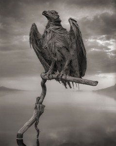 Lake Natron Killer Lake That Petrifies Animals 5
