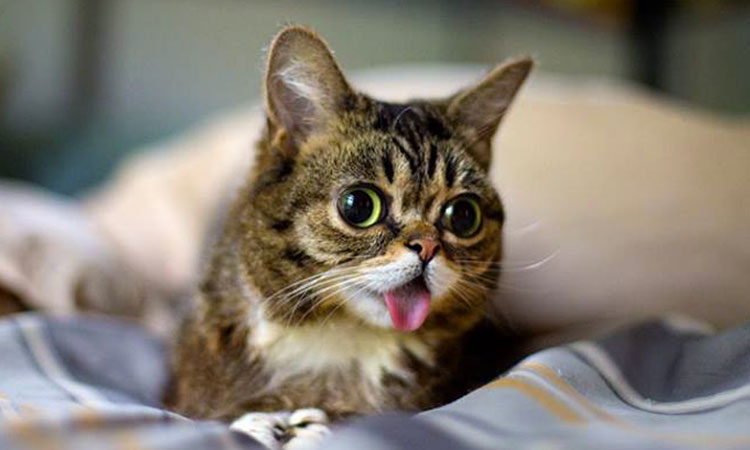 Lil Bub The Cutest Cat On The Internet 16