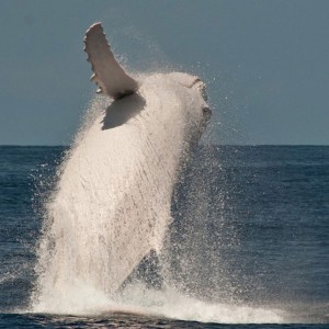 Migaloo The White Whale Australia 8