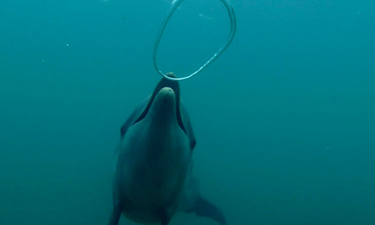 Artists Dolphins Create Beautiful Rings In Water