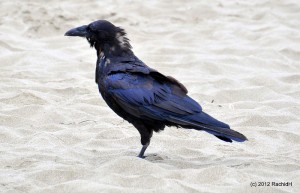 See The Beautiful Feathers Of Blue Raven In The Sunshine-3