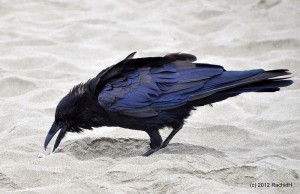 See The Beautiful Feathers Of Blue Raven In The Sunshine-4