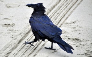 See The Beautiful Feathers Of Blue Raven In The Sunshine-5