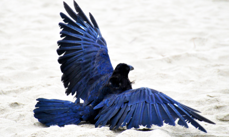 See The Beautiful Feathers Of Blue Raven In The Sunshine-6