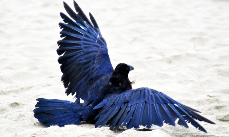 See The Beautiful Feathers Of Blue Raven In The Sunshine (Photo Gallery)