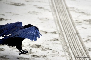 See The Beautiful Feathers Of Blue Raven In The Sunshine-8