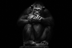 Chimpanzees-Mysterious beauty of animals captured in portraits-