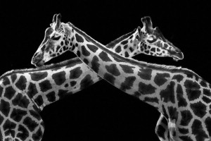 Giraffes-Mysterious Beauty Of Animals Captured In Striking Portraits-