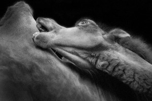 Camels-Mysterious Beauty Of Animals Captured In Striking Portraits-11