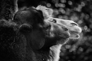 Camels-Mysterious Beauty Of Animals Captured In Striking Portraits-12
