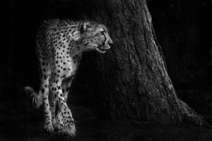 Cheetah-Mysterious Beauty Of Animals Captured In Striking Portraits-14