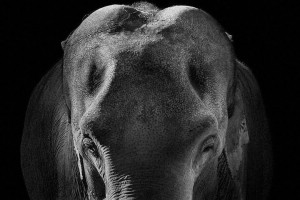 Elephants-Mysterious Beauty Of Animals Captured In Striking Portraits-19