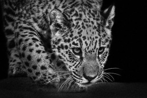 Leopards-Mysterious Beauty Of Animals Captured In Striking Portraits-23