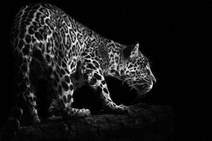 Leopards-Mysterious Beauty Of Animals Captured In Striking Portraits-25