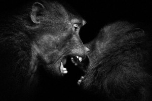 Baboons- Mysterious Beauty Of Animals Captured In Striking Portraits-3