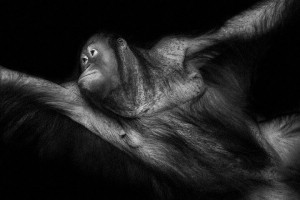 Orangutans-Mysterious Beauty Of Animals Captured In Striking Portraits -33
