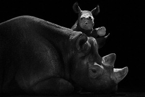 Rhinos-Mysterious Beauty Of Animals Captured In Striking Portraits-38