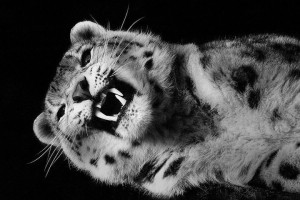 Snow Leopards-Mysterious Beauty Of Animals Captured In Striking Portraits-43