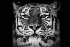Tigers-Mysterious Beauty Of Animals Captured In Striking Portraits -45