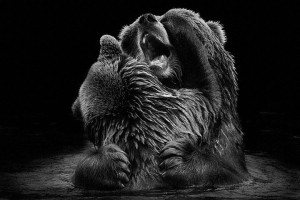 Bears-Mysterious Beauty Of Animals Captured In Striking Portraits-5