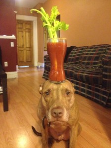 A Dog Owner Takes Funny Photos Of Its Dog By Putting Various Objects On Its Head-