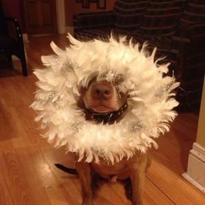 A Dog Owner Takes Funny Photos Of Its Dog By Putting Various Objects On Its Head-14
