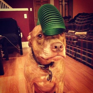 A Dog Owner Takes Funny Photos Of Its Dog By Putting Various Objects On Its Head-15