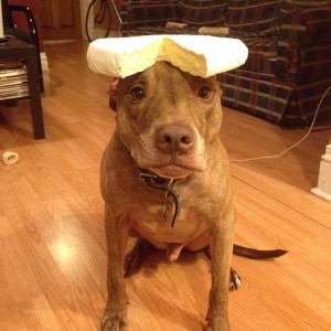 A Dog Owner Takes Funny Photos Of Its Dog By Putting Various Objects On Its Head-19