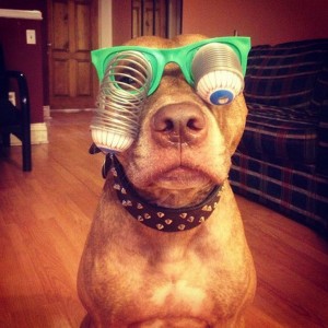 A Dog Owner Takes Funny Photos Of Its Dog By Putting Various Objects On Its Head-4