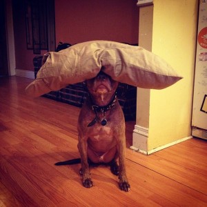 A Dog Owner Takes Funny Photos Of Its Dog By Putting Various Objects On Its Head-9