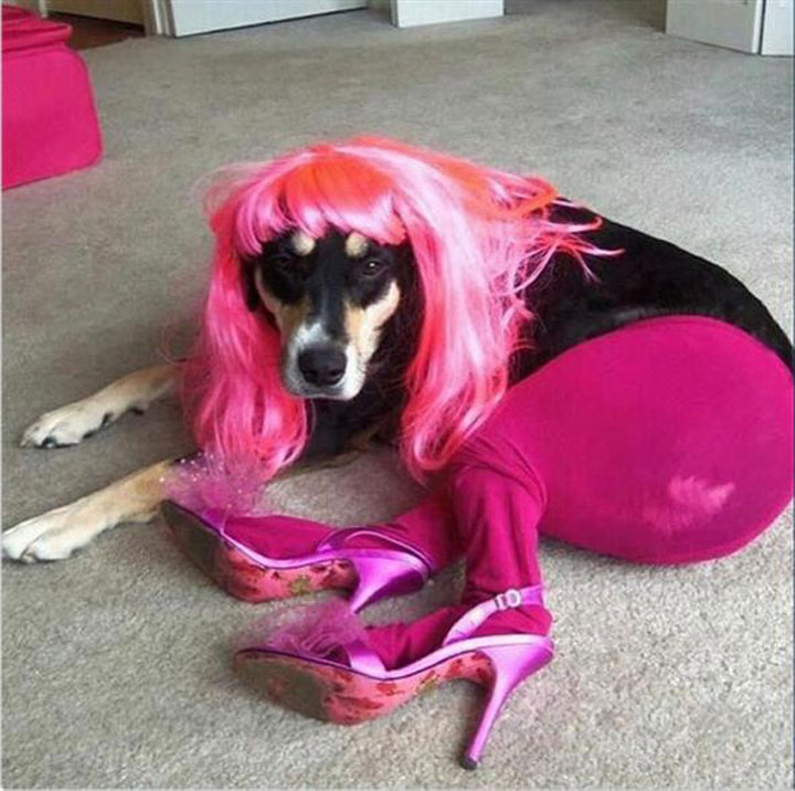 Pet Wearing Tights: New Crazy Fashion On Internet (Photo Gallery)