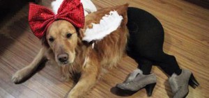 Pet Wearing Tights: New Crazy Fashion On Internet -2
