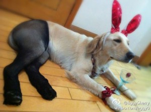 Pet Wearing Tights: New Crazy Fashion On Internet -3