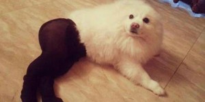 Pet Wearing Tights: New Crazy Fashion On Internet -4