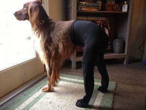 Pet Wearing Tights: New Crazy Fashion On Internet -9