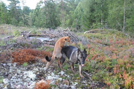 The Tender Moments From The Lovely Friendship Between A Dog And A Fox-10