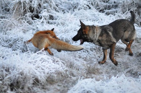 The Tender Moments From The Lovely Friendship Between A Dog And A Fox-18