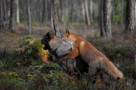 The Tender Moments From The Lovely Friendship Between A Dog And A Fox-2